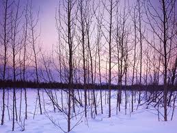 Lumunos Blog: Prayer for the Bare Trees