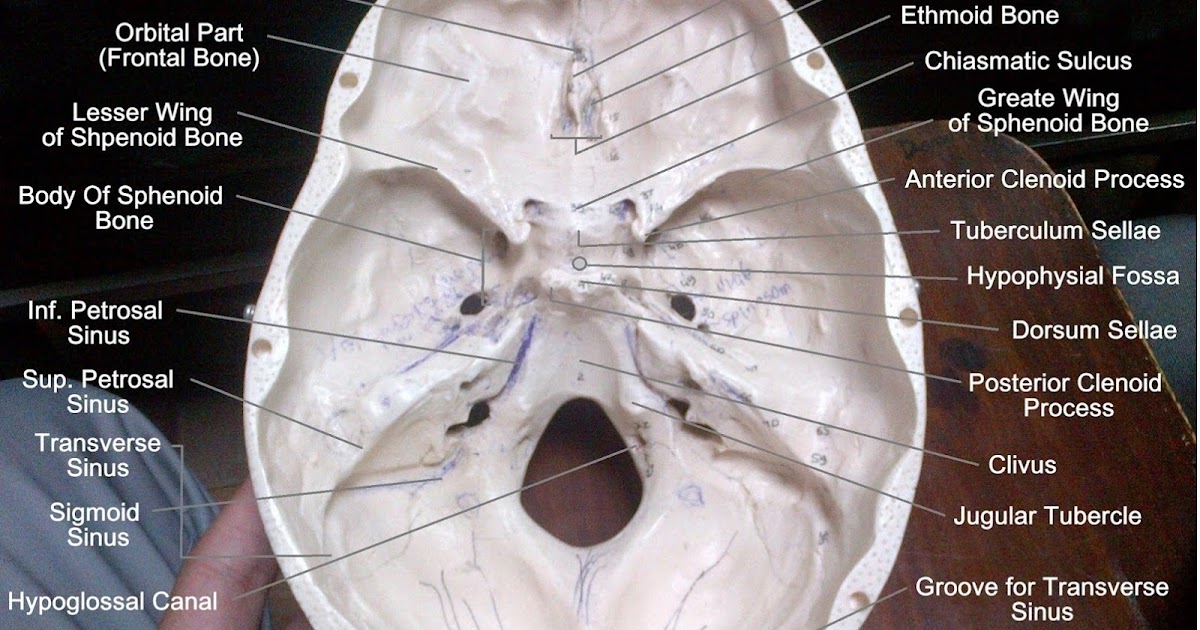 Anatomy Made Easy Base of the Skull