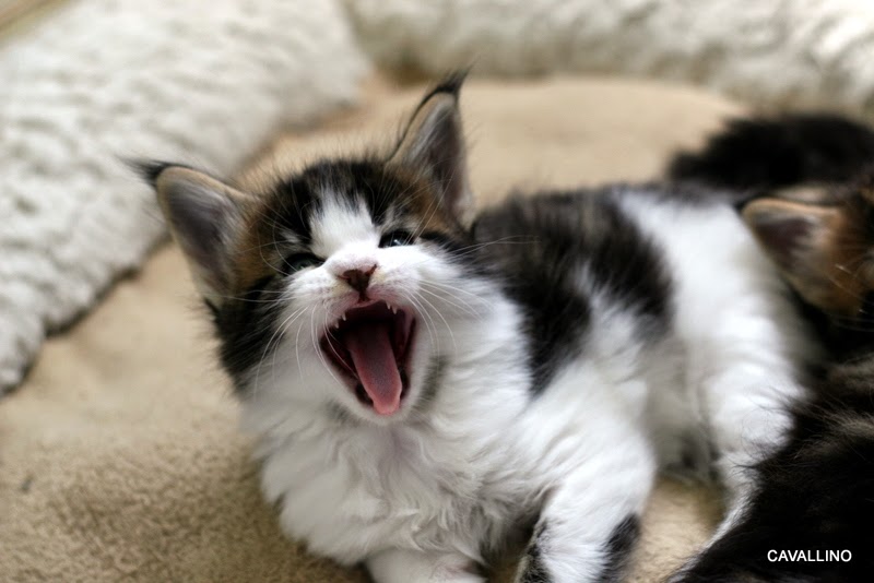 Cavallino 猫 ねこ ネコ 子猫のポートレート レタスベイビーズ
