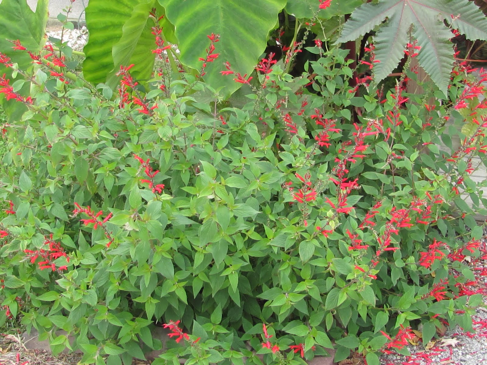 Botanical Junkie Pineapple Sage in Bloom