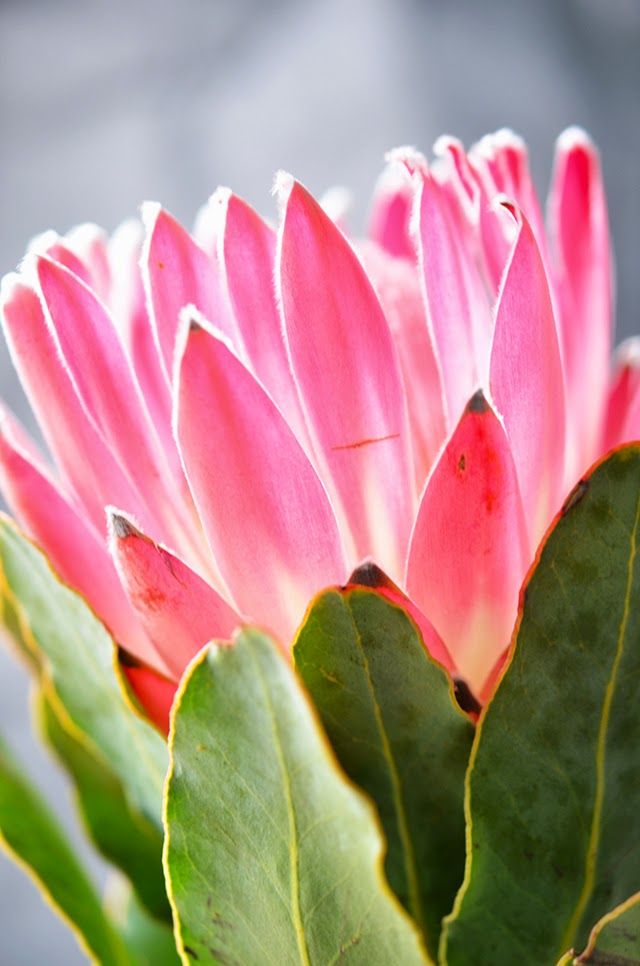 Heart of Gold Petal by Petal 'Pink Ice' Protea