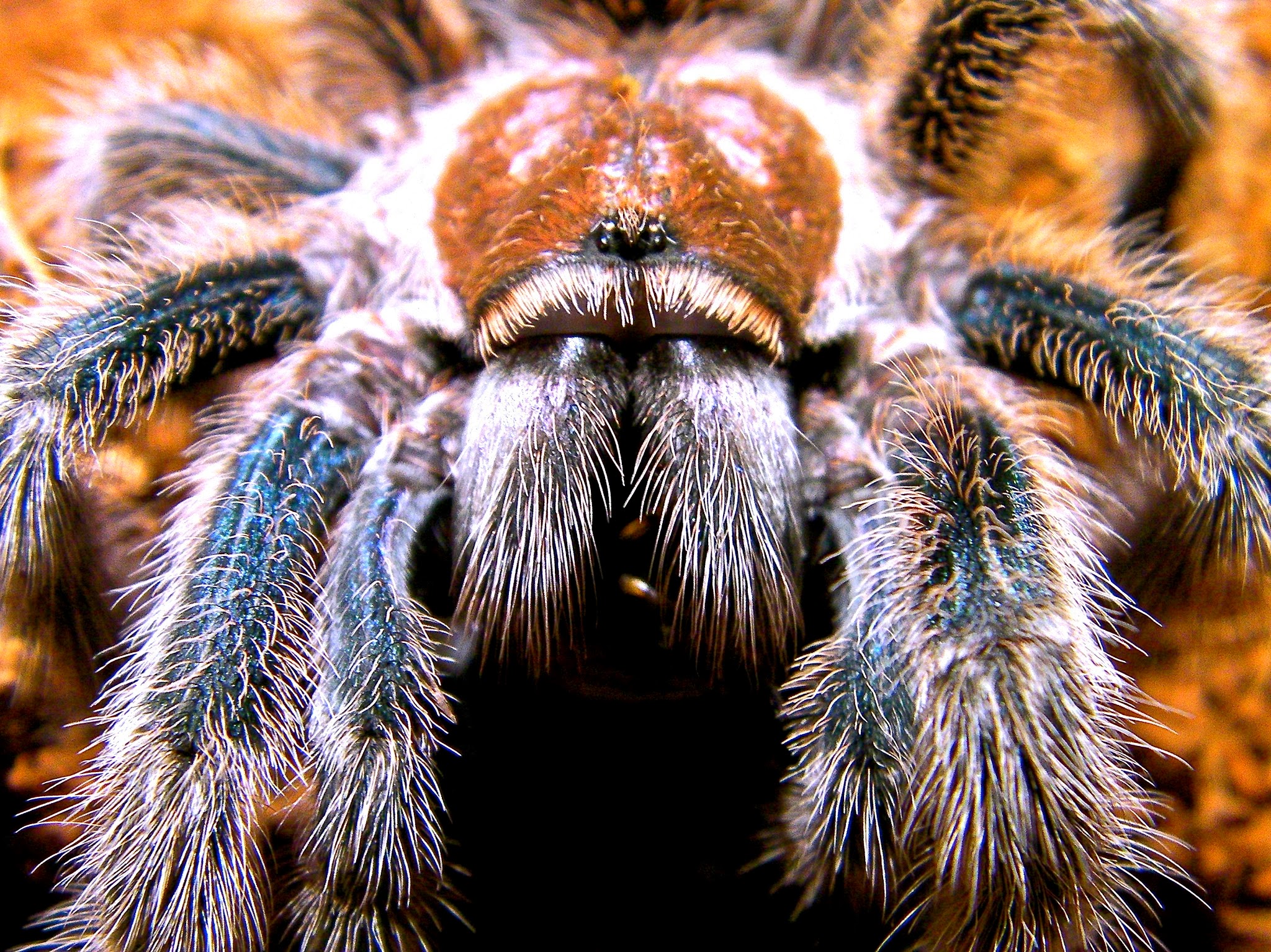 exotic tarantulas