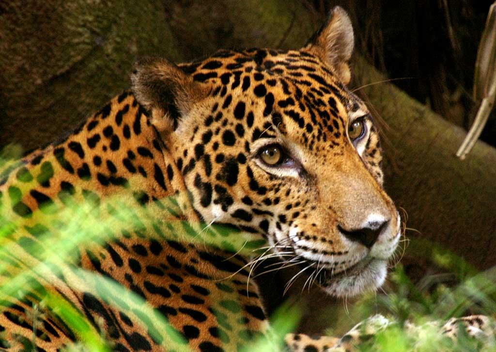 Jaguar HD Wallpapers (High Definition) Free Background