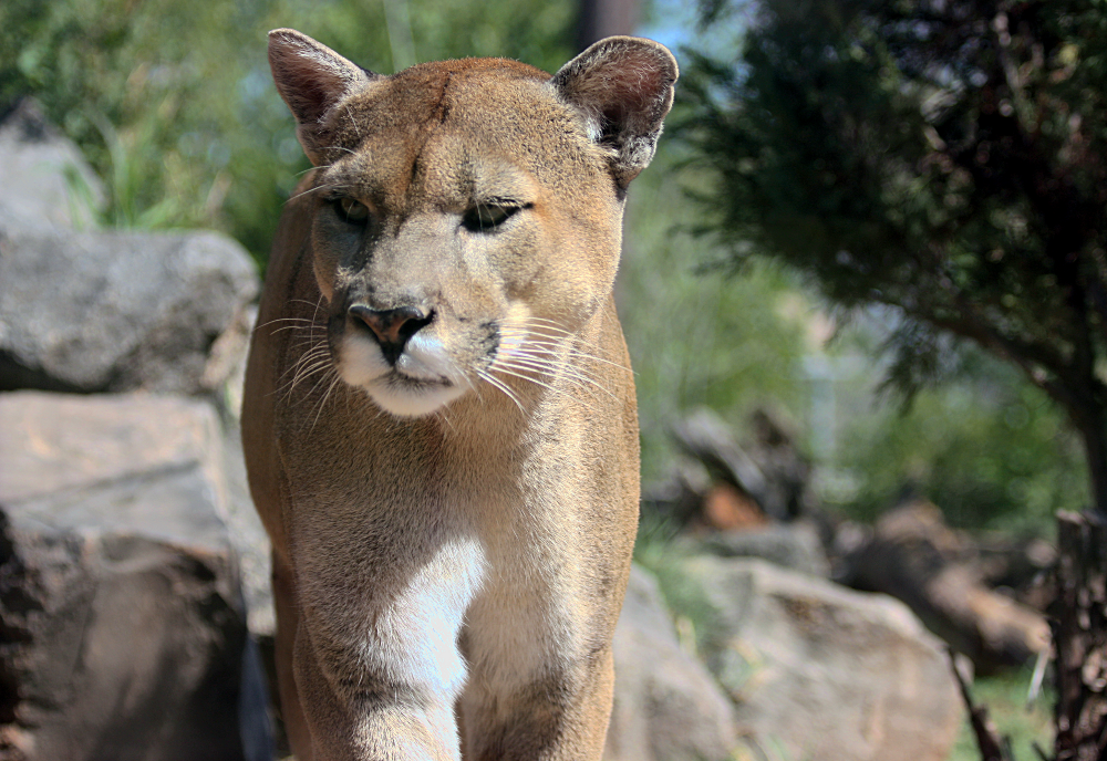 Sheila's This N That The Mountain Lion, Cougar, Puma or Catamount