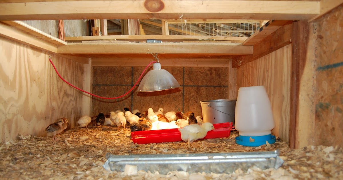 Free access Plans for a chicken brooder Small hobby