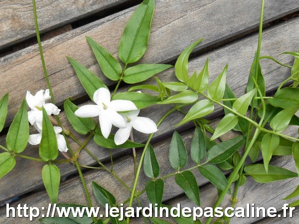 planter une branche de jasmin