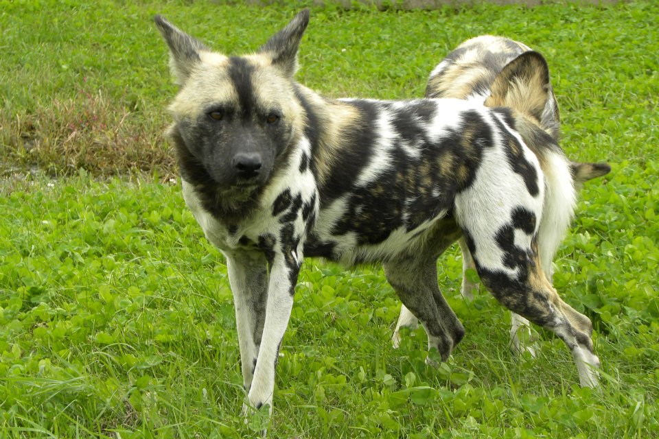 pittsburgh zoo wild dogs pittsburgh zoo wild dogs