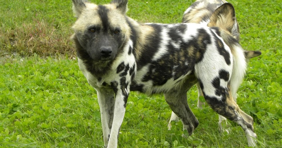 Zoo Tails Child mauled to death after felling into Pittsburgh zoo African painted dog exhibit