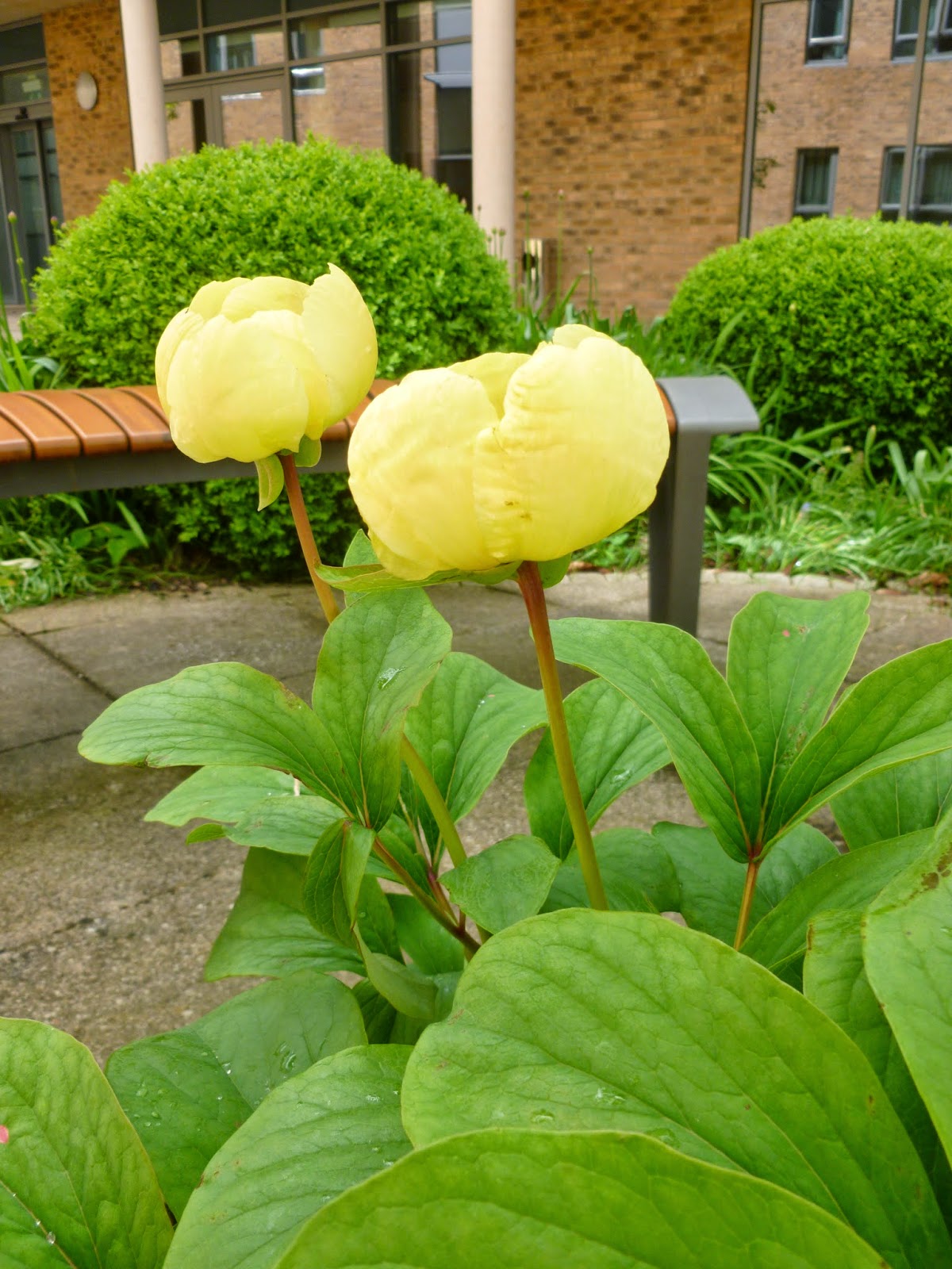 Worcester College Gardeners 2009-2018: Peony &lsquo;Molly The Witch&rsquo;