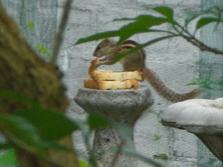 Animaux dégoûtants au Sri Lanka