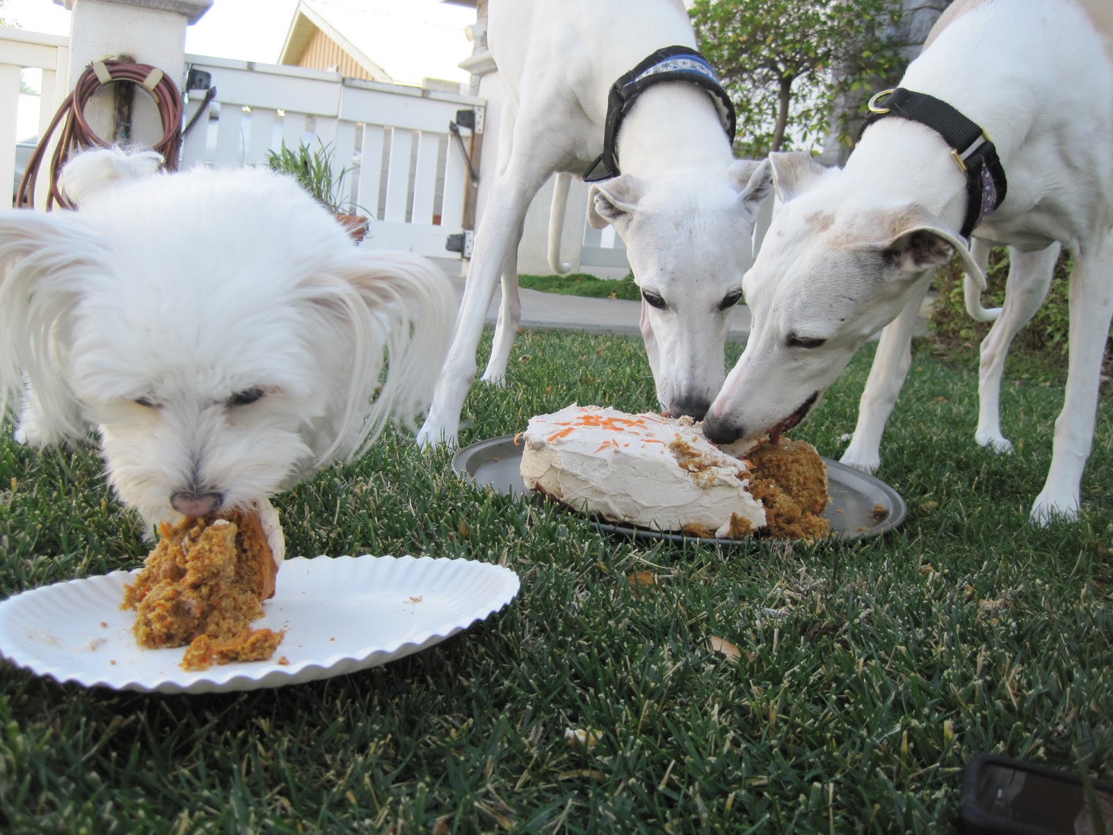 Bonnin Designs: 13 Years Times 2 Dogs
