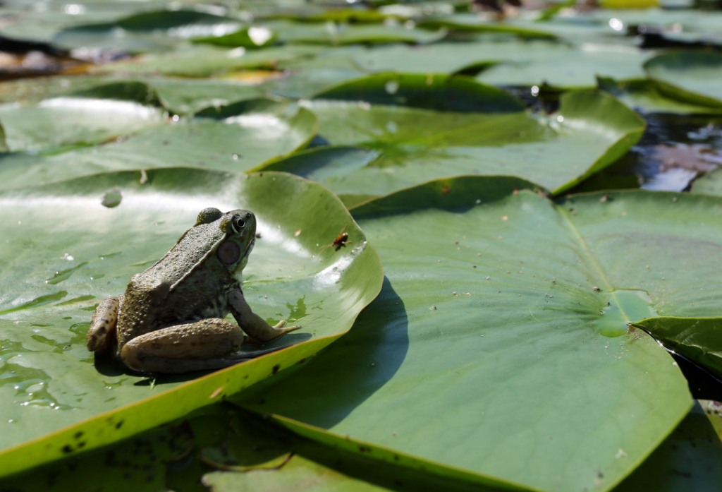Ohio Birds and Biodiversity Frog, on lilypad