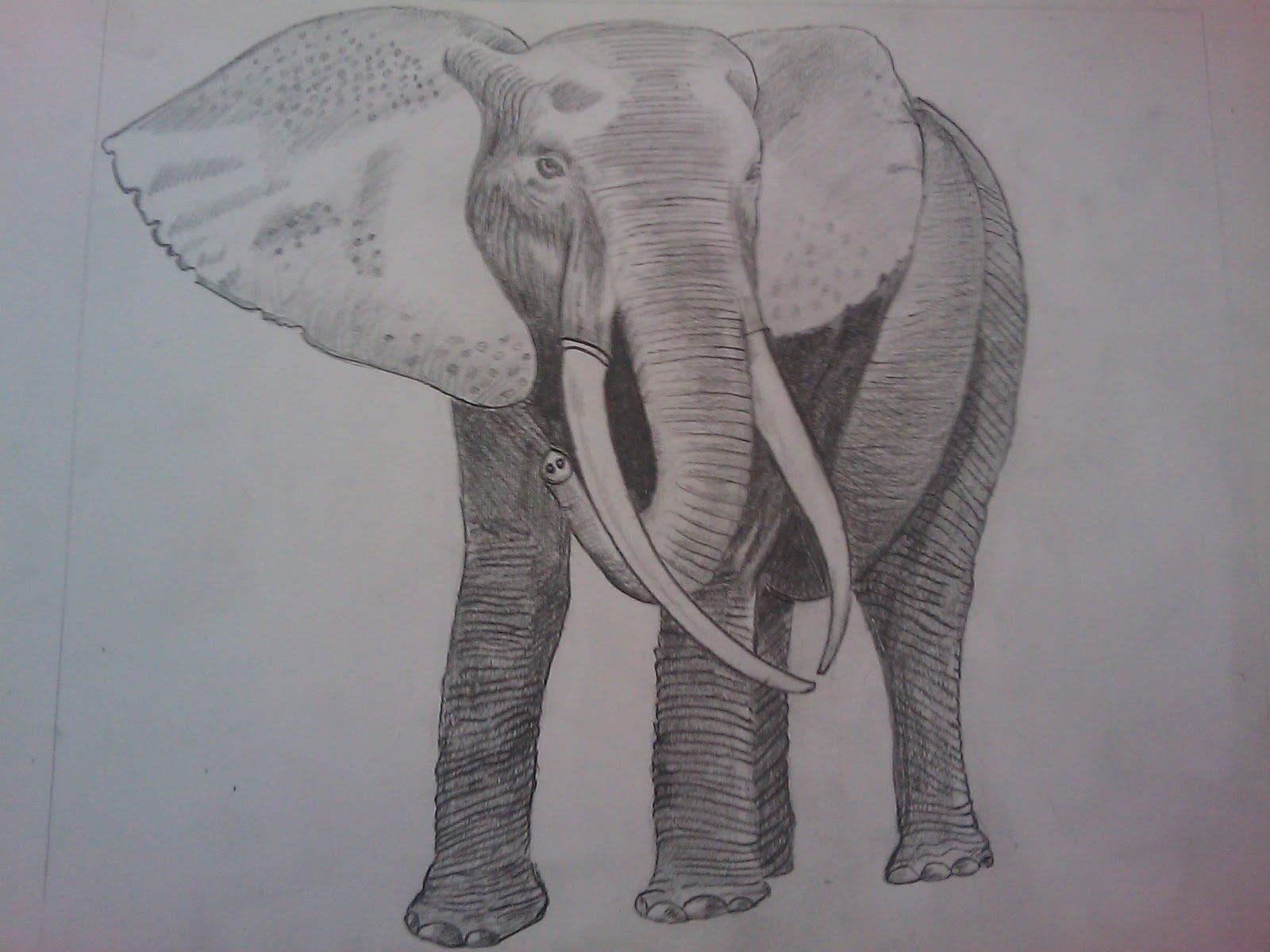 soujanya krishna Elephant pencil shading