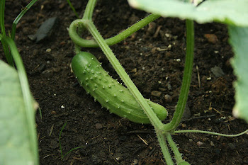 Anyone for cucumbers in their salad?