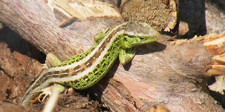 Male sand lizard in enclosure