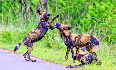 De wilde honden of hyenahonden zijn wilde hondachtigen uit de orde der roofdieren.