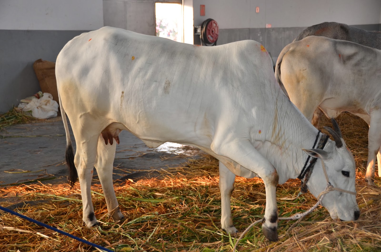 Punganur Cow JungleKey.in Image