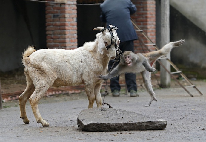Shows e circos onde animais realizam acrobacias são muito populares no país (Foto: Reuters)