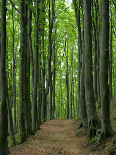 Italia: foreste di Camaldoli Italia: foreste di Camaldoli