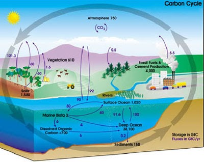carbon cycle ocean carbon cycle ocean