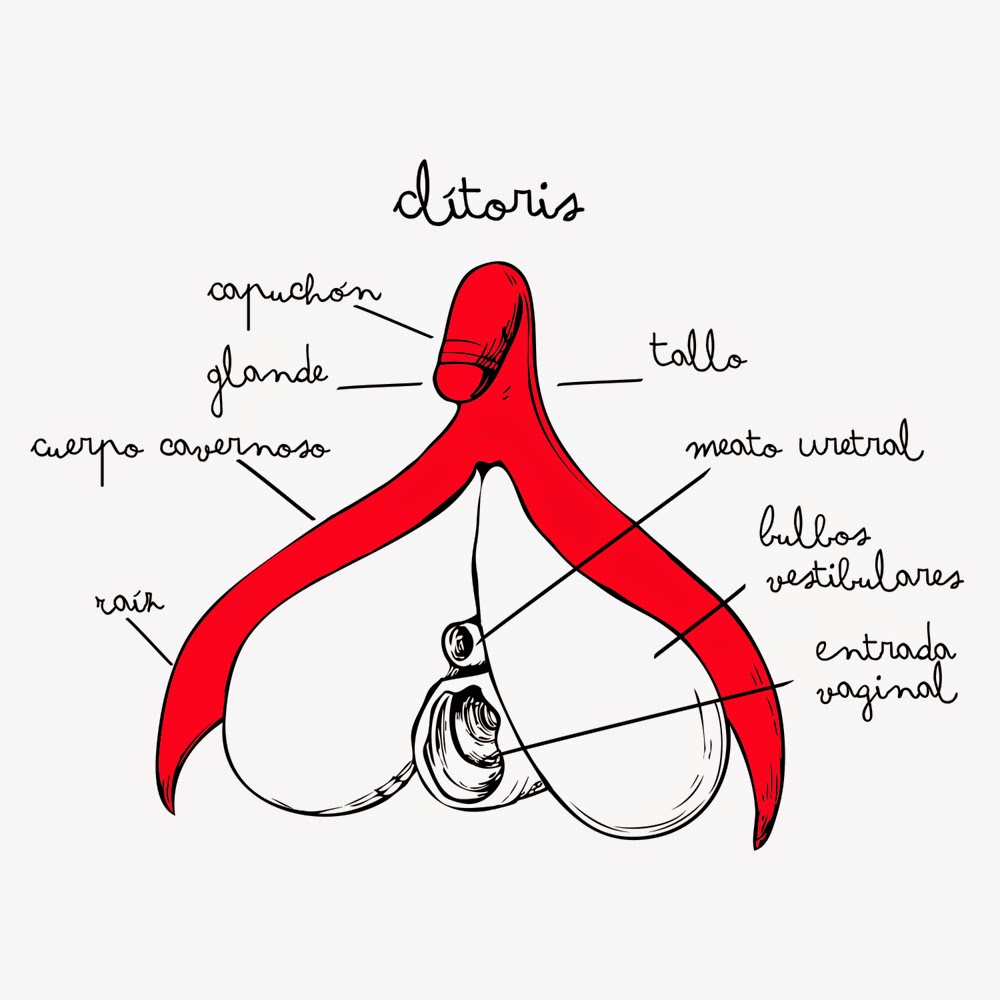 Clitoris images clitoris photo Clitoris images clitoris photo