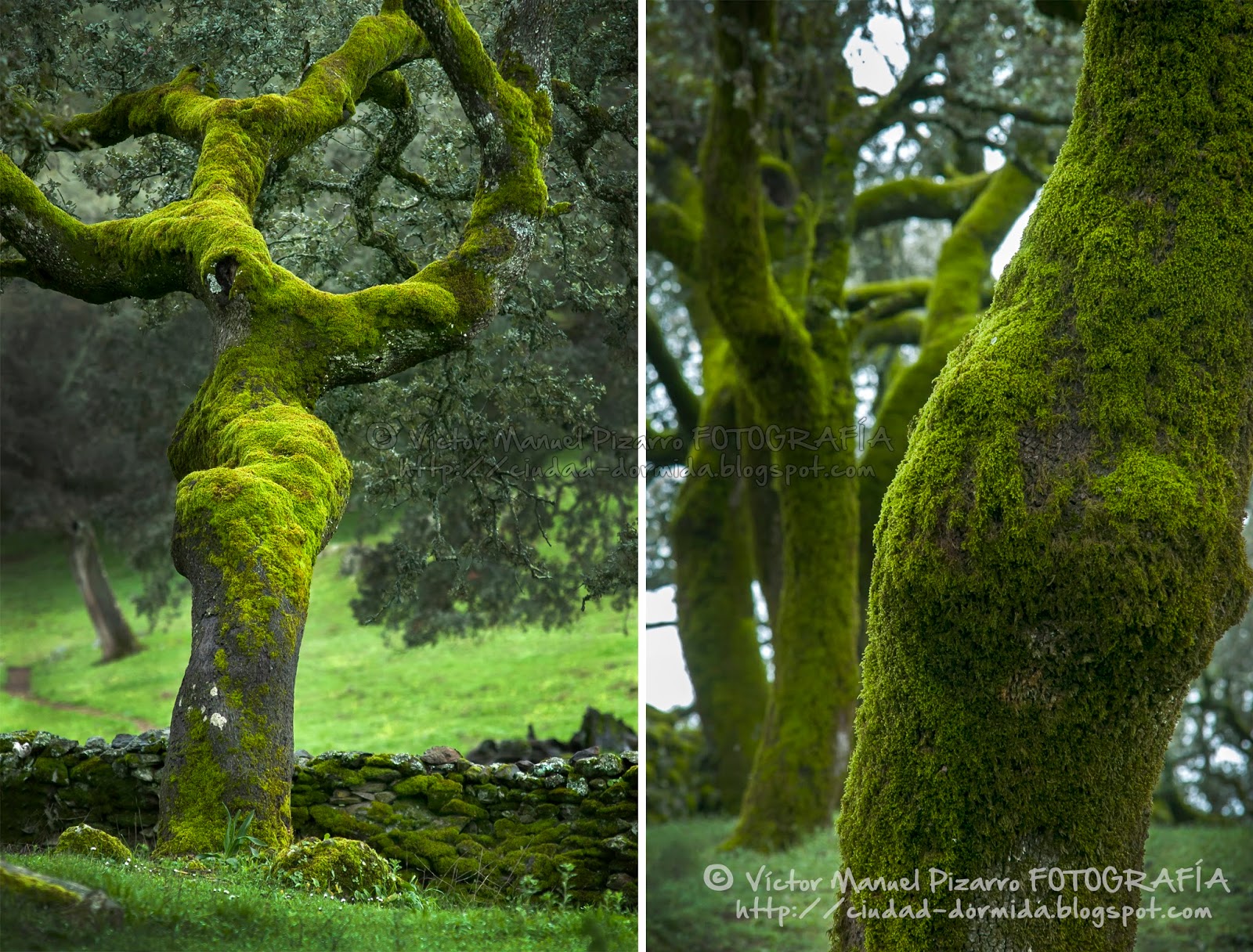 Ciudaddormida Bosques de musgo, la belleza esponjosa de la dehesa