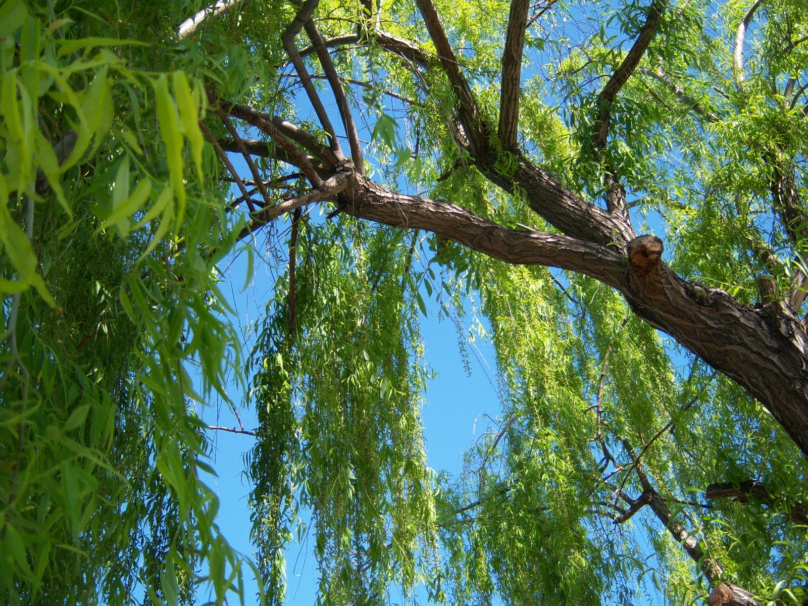 SAUCE LLORON BOTÀNIC SERRAT