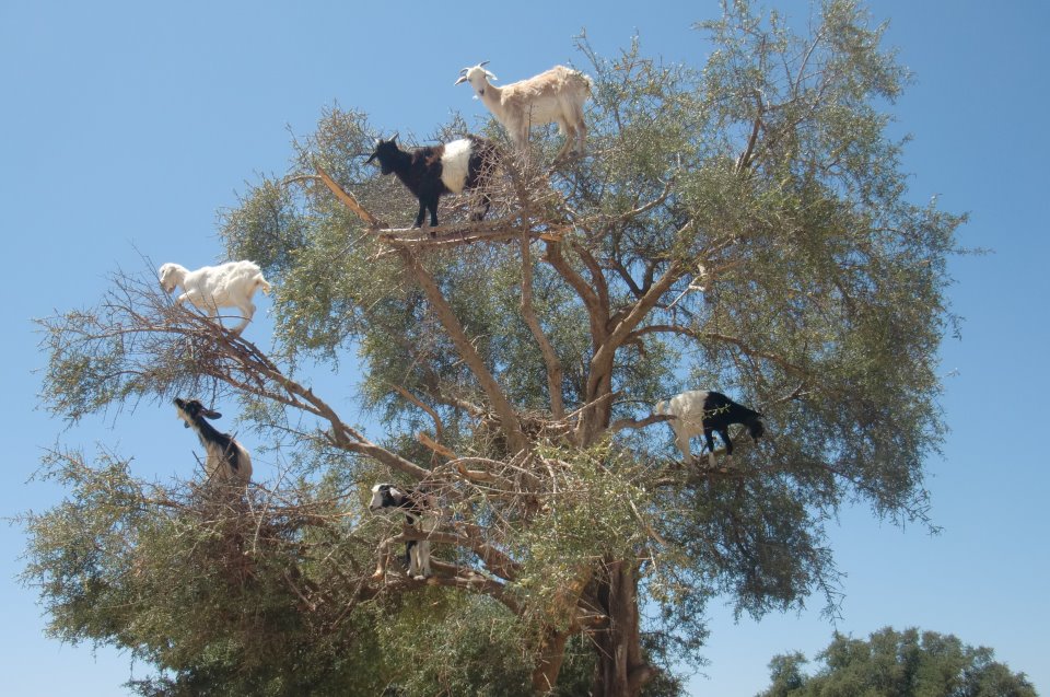 Goats in an Argana tree