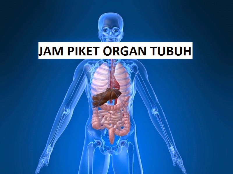 Jam Piket Organ Tubuh Manusia Yang Perlu Anda Ketahui | Lintas Penyakit