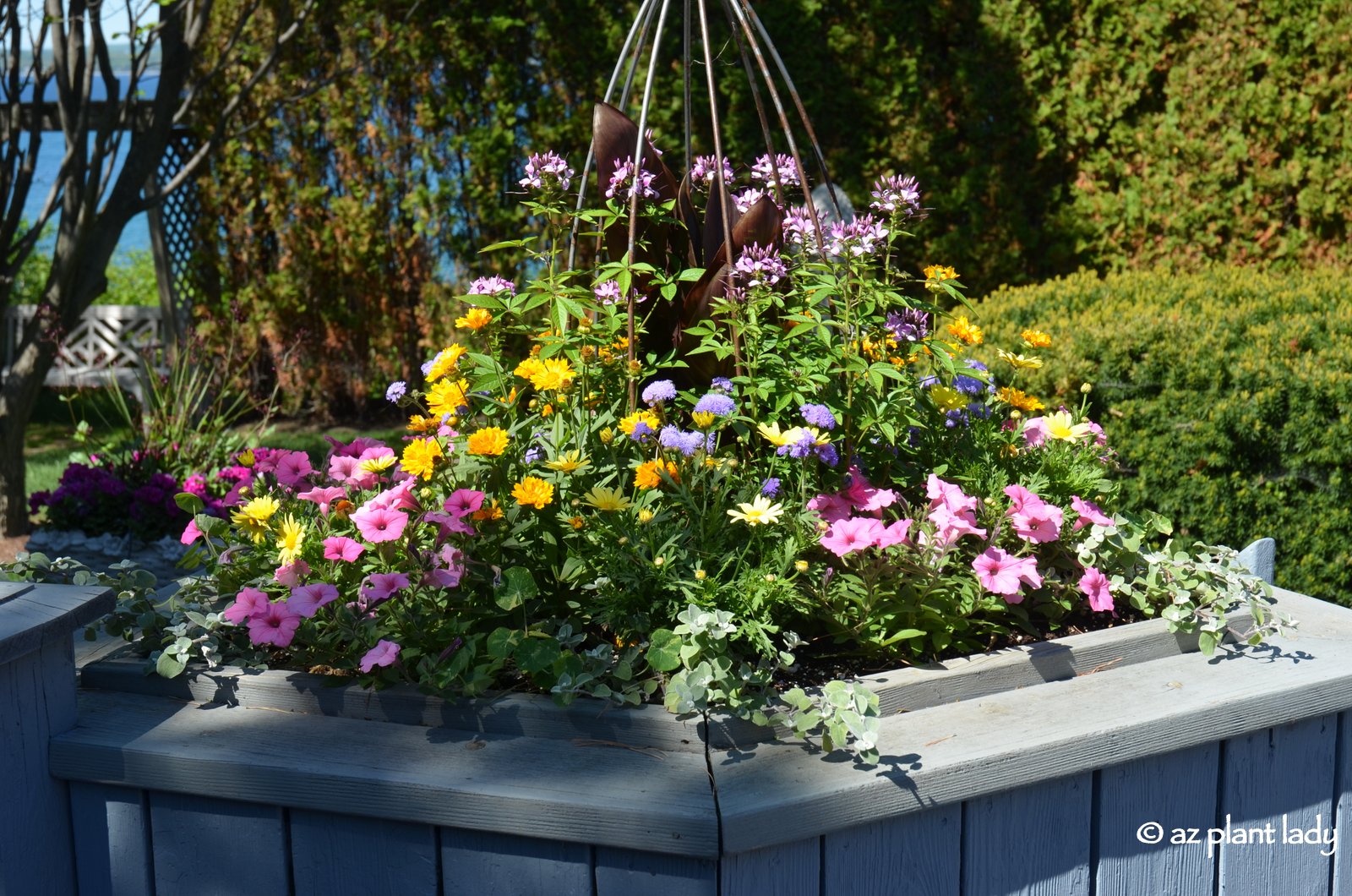 Create a Hummingbird Garden in a Container Ramblings from a Desert Garden