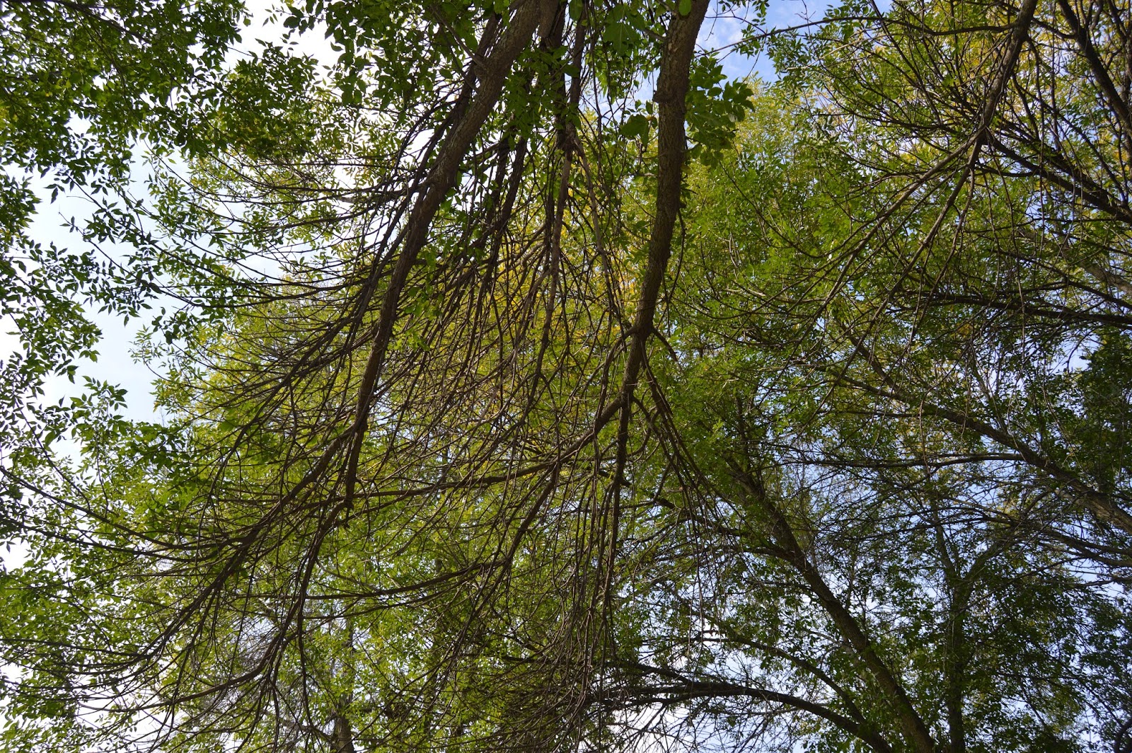 This Side of Fifty Ash Trees Dying All Around