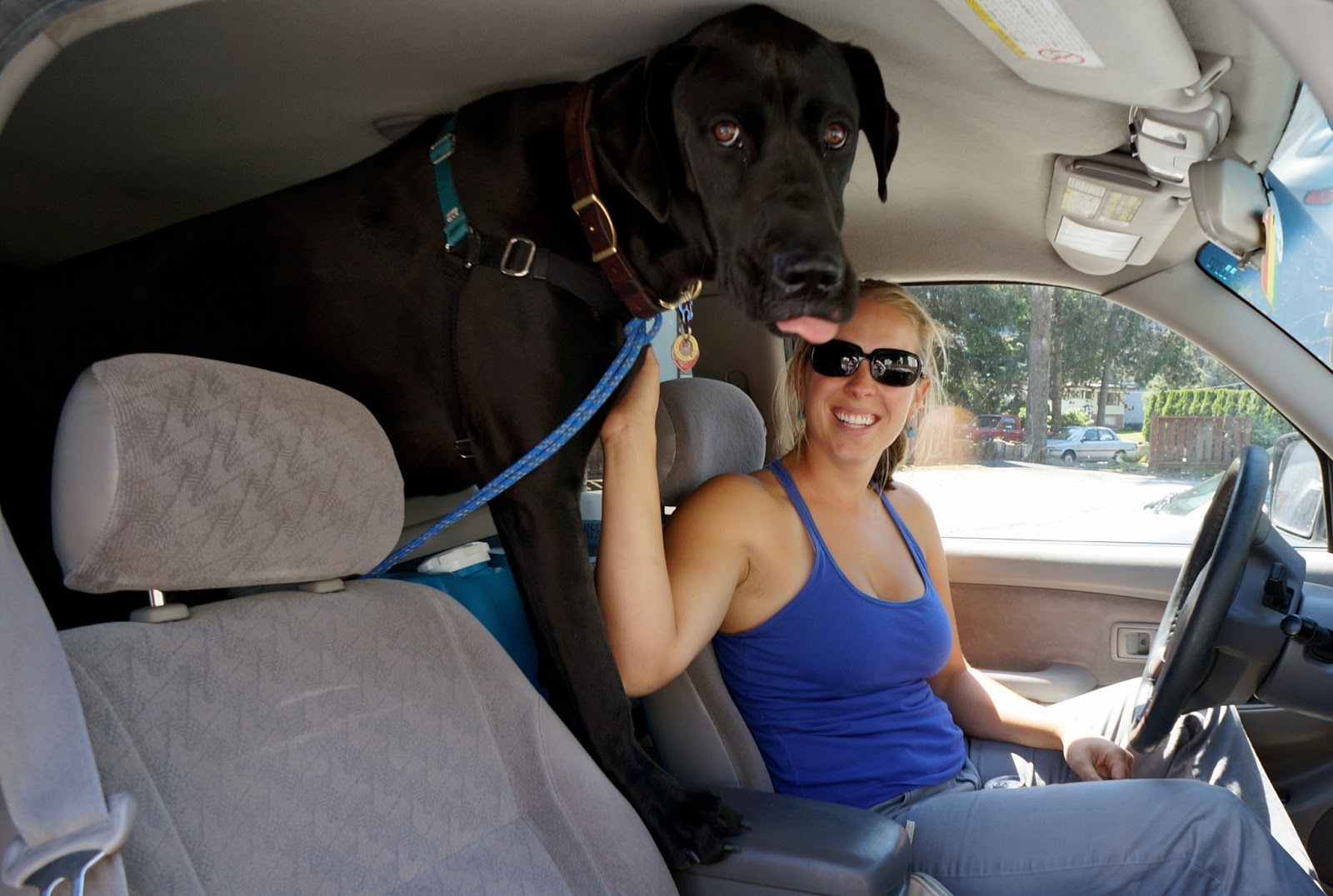 Labradane Size - 1600x1076 - jpeg Labradane Size
