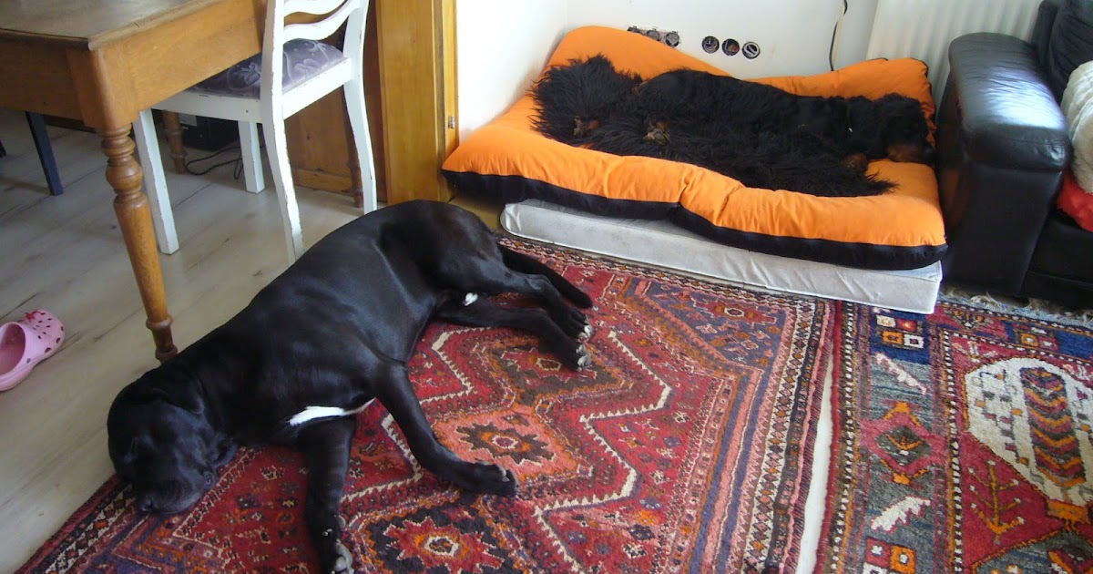 hund bleibt dauernd stehen und dreht sich um