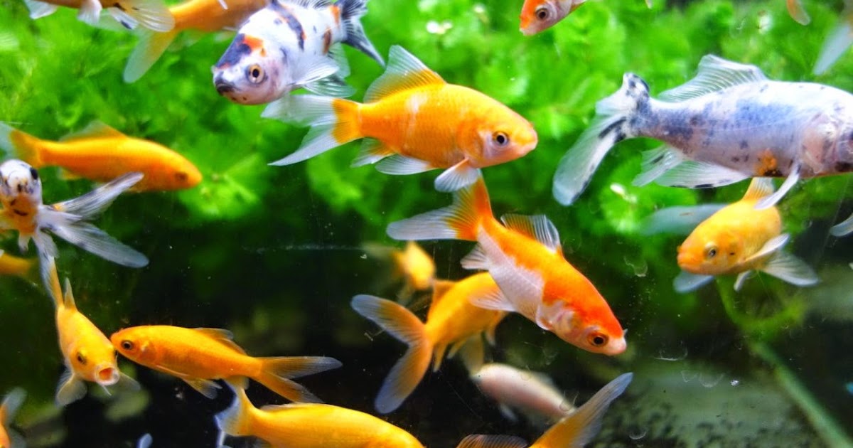 4 of the Best Starter Pets for Kids Fun Animals Wiki, Videos