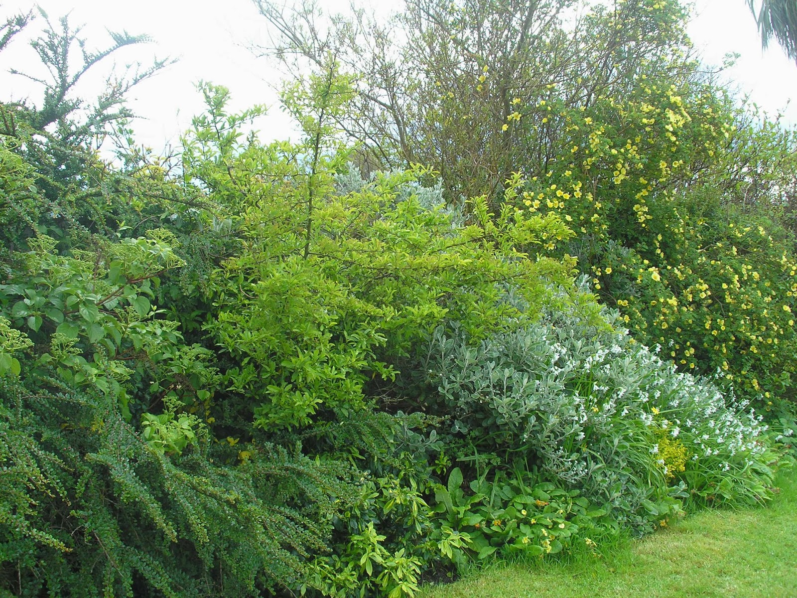 Ninebark Featuring New Plants Every Day