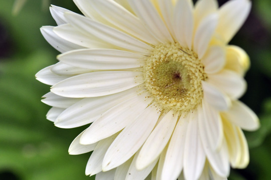 White Gerbera Daisy Flowers - Pink Flower Wallpapers