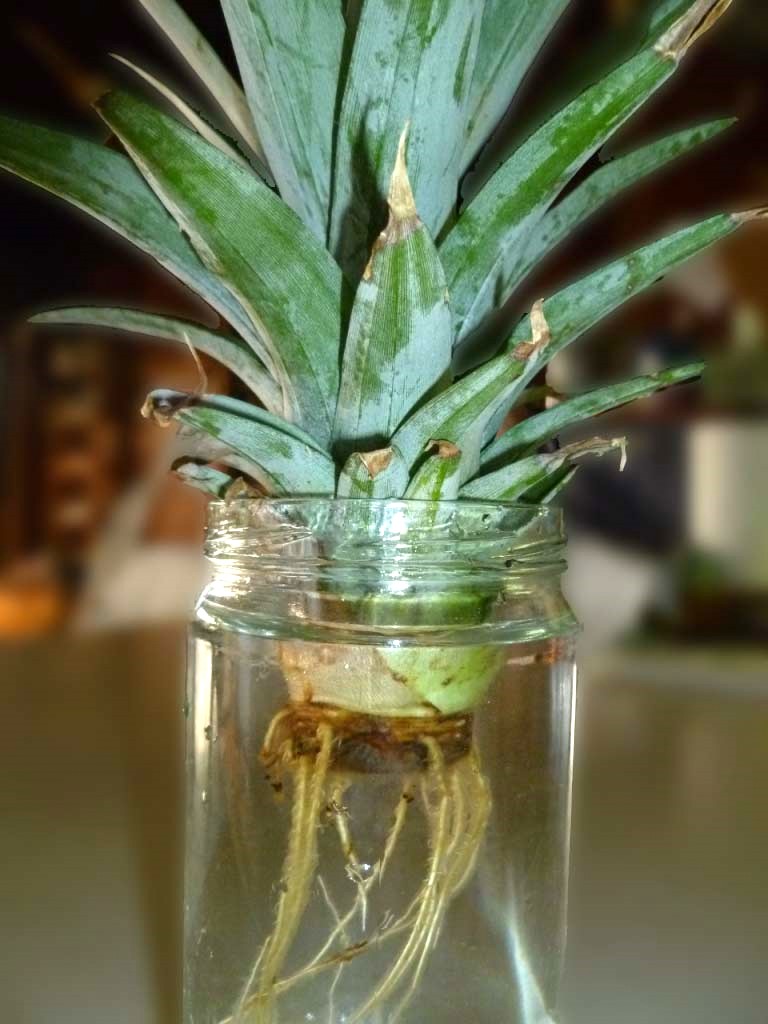 Maui Jungalow How to Grow a Pineapple From a Pineapple Top