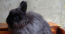 M an M Rabbitry Blog | Jersey wooly, Jersey wooly rabbit 