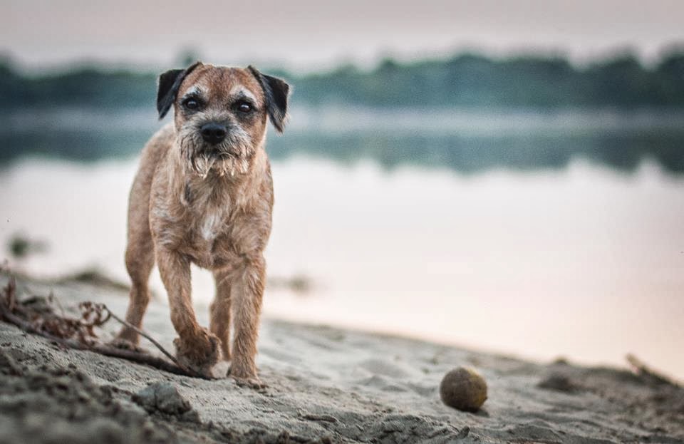 Border, ale terrier