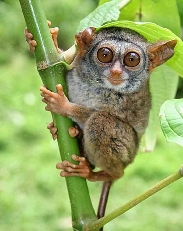 15+ Gambar Hewan Tarsius, Keren!