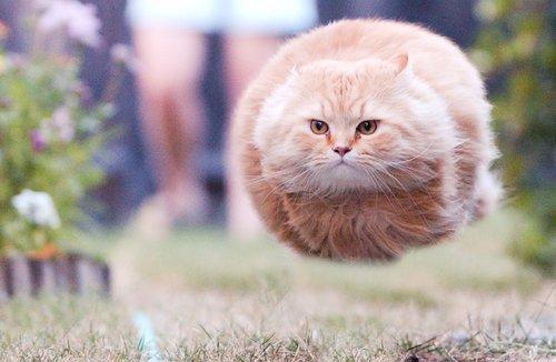 ball cat