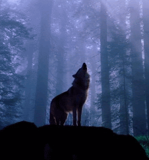Wolfe