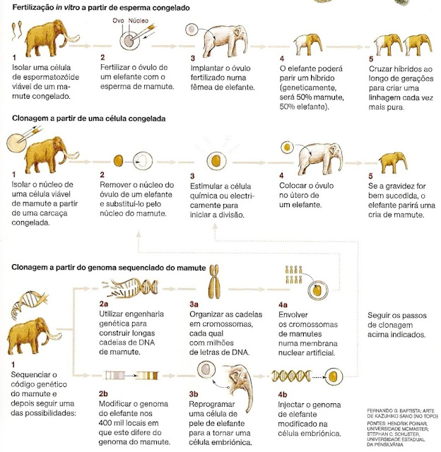 Veja como clonar os mamutes e povoar a terra