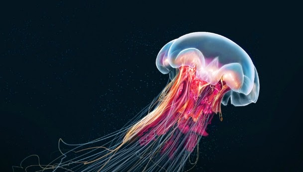 Risultati immagini per medusa Turritopsis nutricula