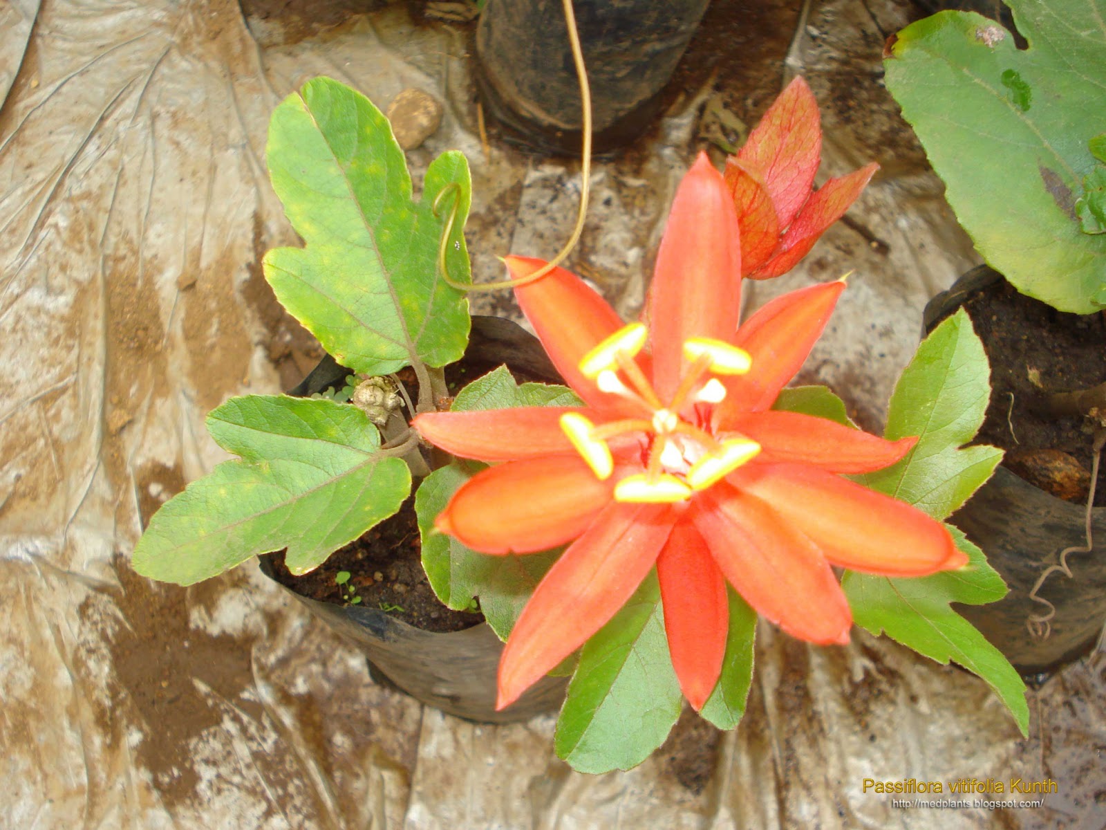 Medicinal Plants Passiflora vitifolia Perfumed Passion Flower Grape