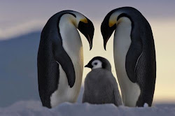 Penguin family