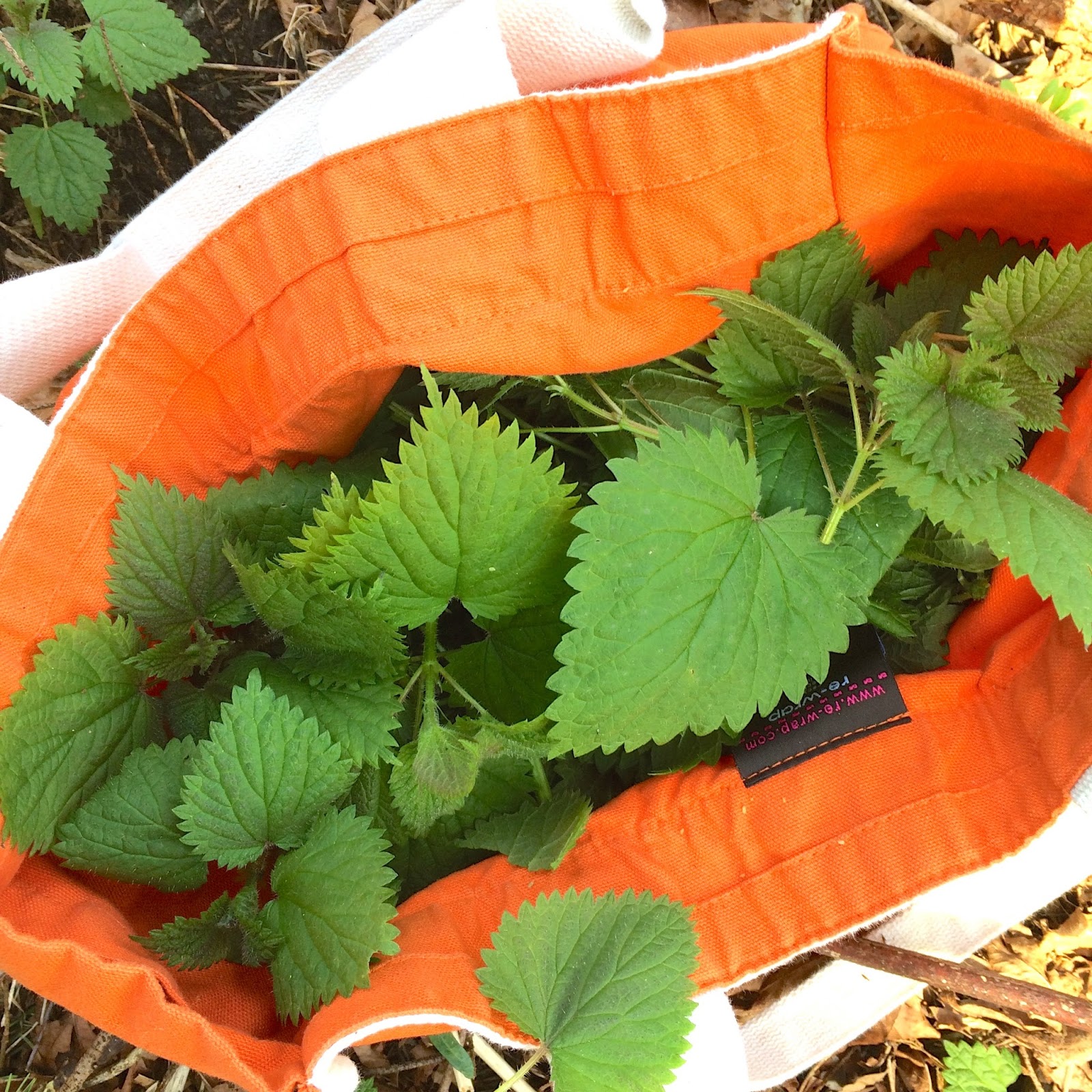 Blackberry Picking Essay