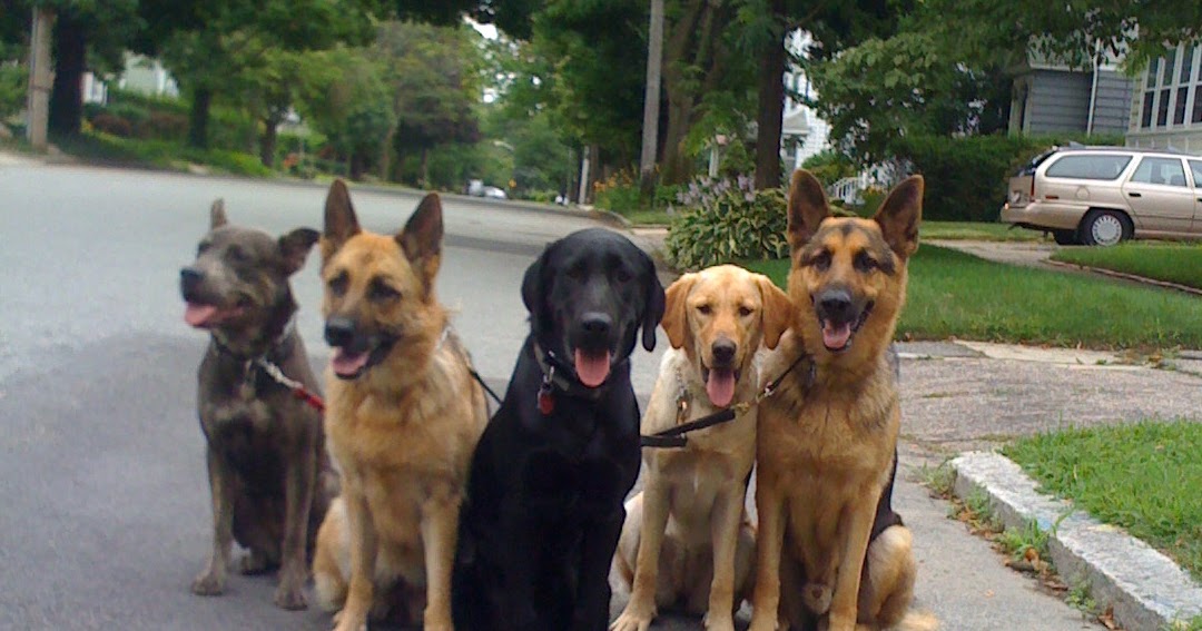 Styleista Baby How To Get Your Dog(s) Ready For A Baby