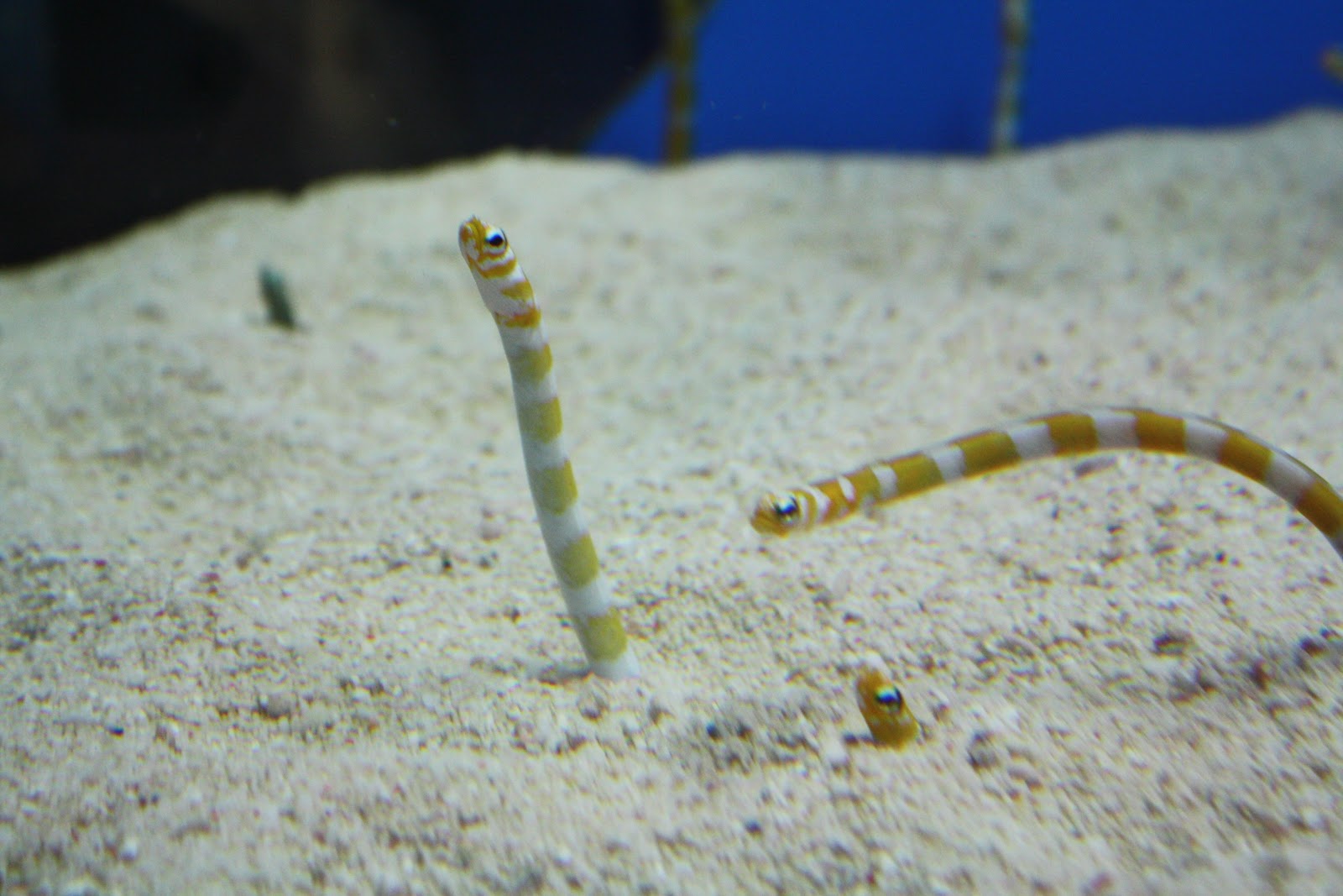 Marine Biology preclara & Heteroconger hassi