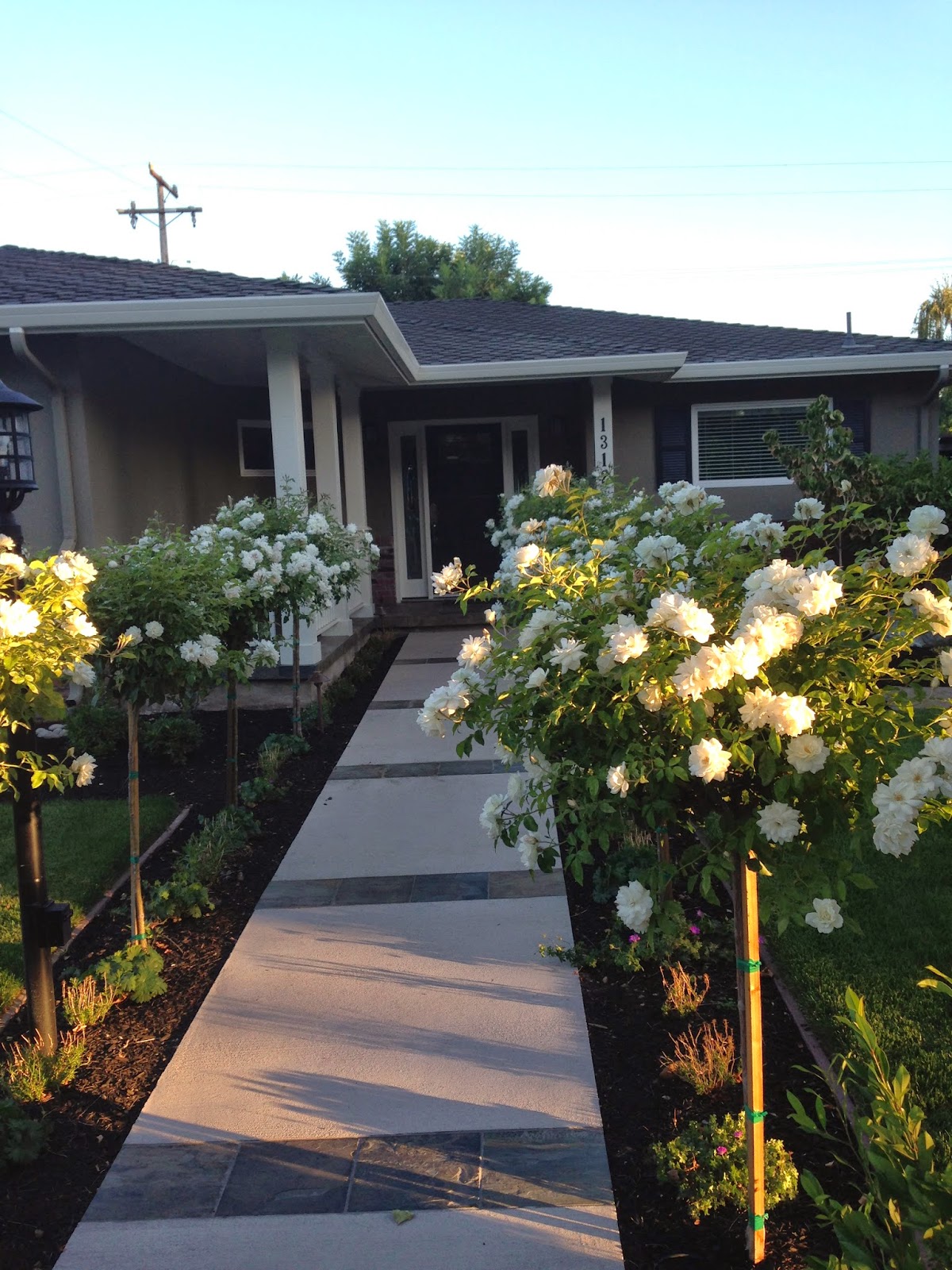 White Rose Trees Lining Pathway Willow Glen Home Rose Trees Landscape White Roses